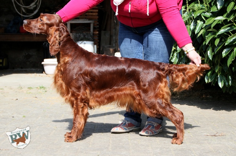 CH. Riverwood Kumbayah , lux jr ch, bjs 12 - 1 er excellent + VDH
