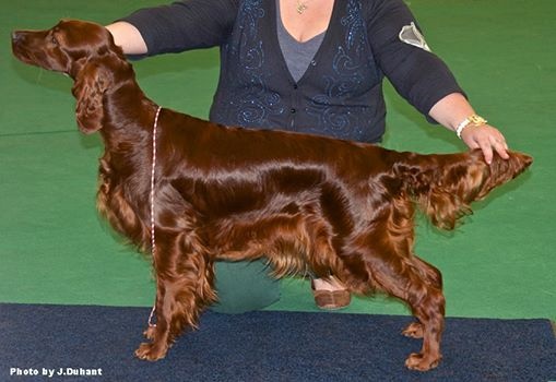 CH. Riverwood Kumbayah , lux jr ch, bjs 12 - 2ème exellent (sur 9)