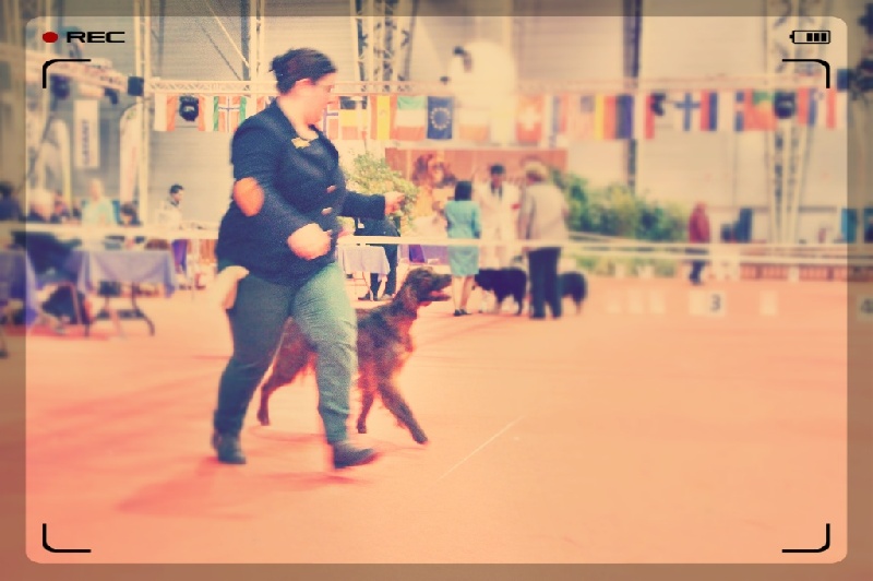 CH. Riverwood Kumbayah , lux jr ch, bjs 12 - 1er excellent + CACIB "Meilleure femelle"