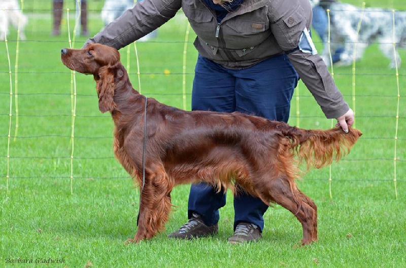 CH. Riverwood Kumbayah , lux jr ch, bjs 12 - 2ème excellent sur 9 concurentes