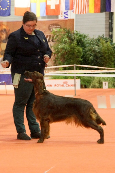 CH. Riverwood Kumbayah , lux jr ch, bjs 12 - 1er excellent + Res.CAC + Res.CACIB