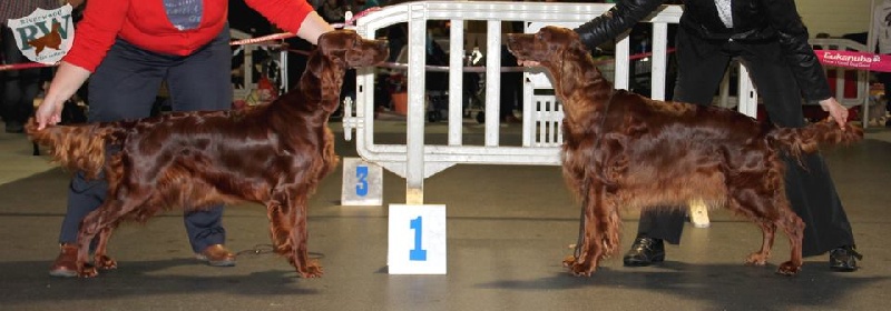 CH. Riverwood Kumbayah , lux jr ch, bjs 12 - 1 ex + Meilleur jeune + 5ème meilleur jeune de l'exposition