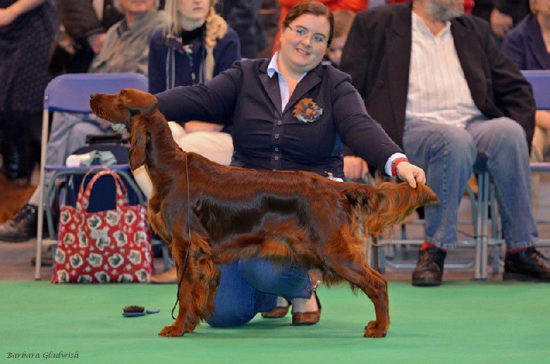 CH. Riverwood Kumbayah , lux jr ch, bjs 12 - 3ème place sur 18