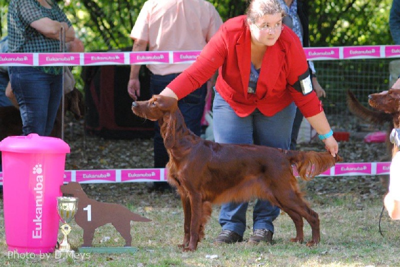CH. Riverwood Kumbayah , lux jr ch, bjs 12 - 1èr excellent (11entrées) + meilleur jeune de l'exposition