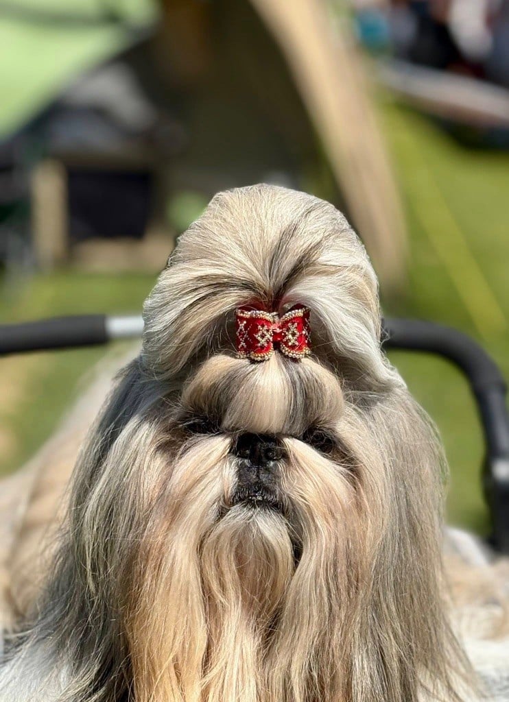 CH. Tommyknockers de Fu Xing