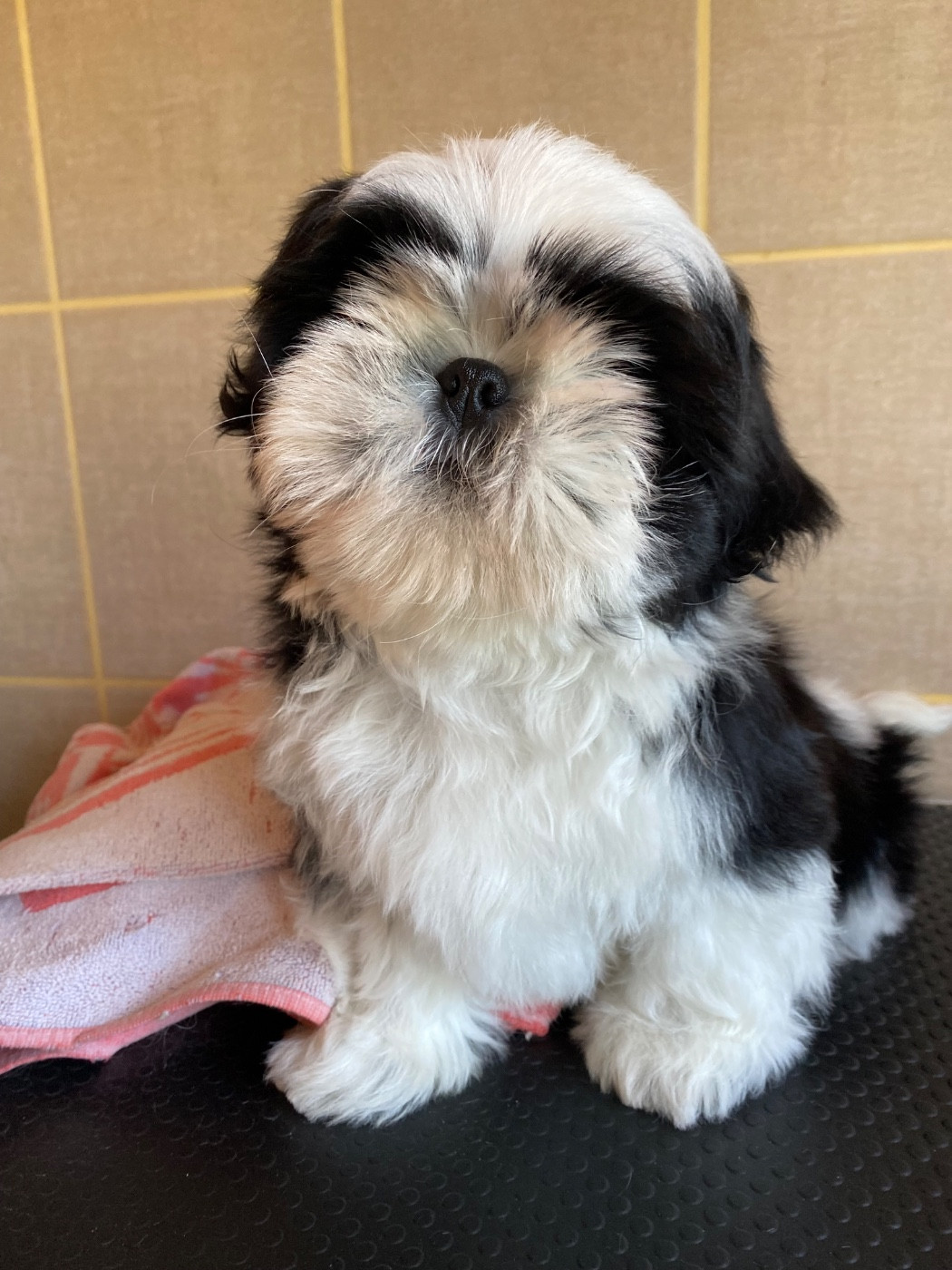 Shih Tzu - de Fu Xing