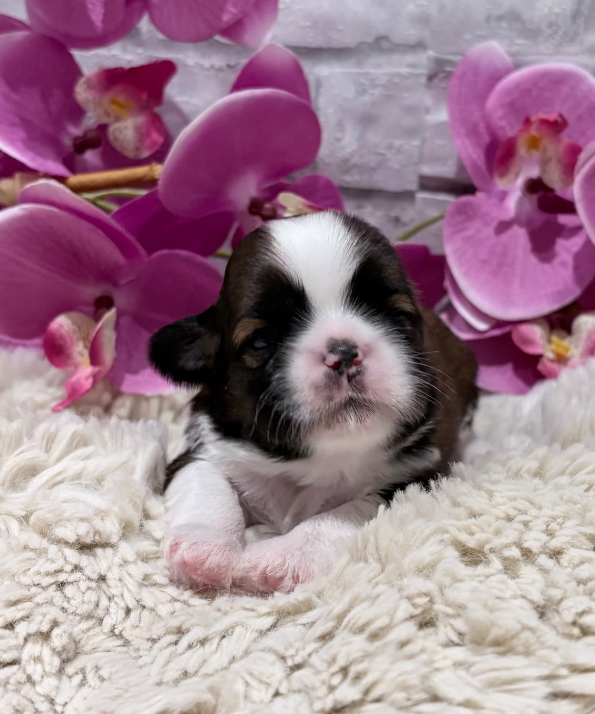 Shih Tzu - de Fu Xing