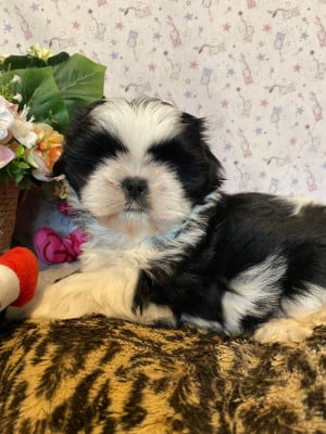 Les chiots de Shih Tzu