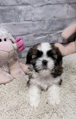 Les chiots de Shih Tzu