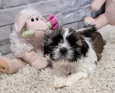 Les chiots de Shih Tzu