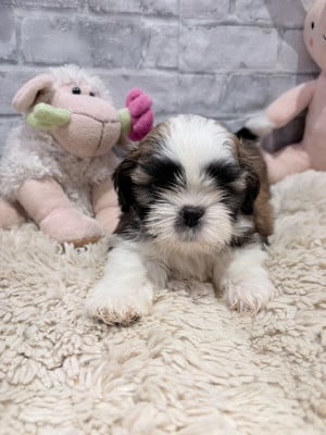 Les chiots de Shih Tzu