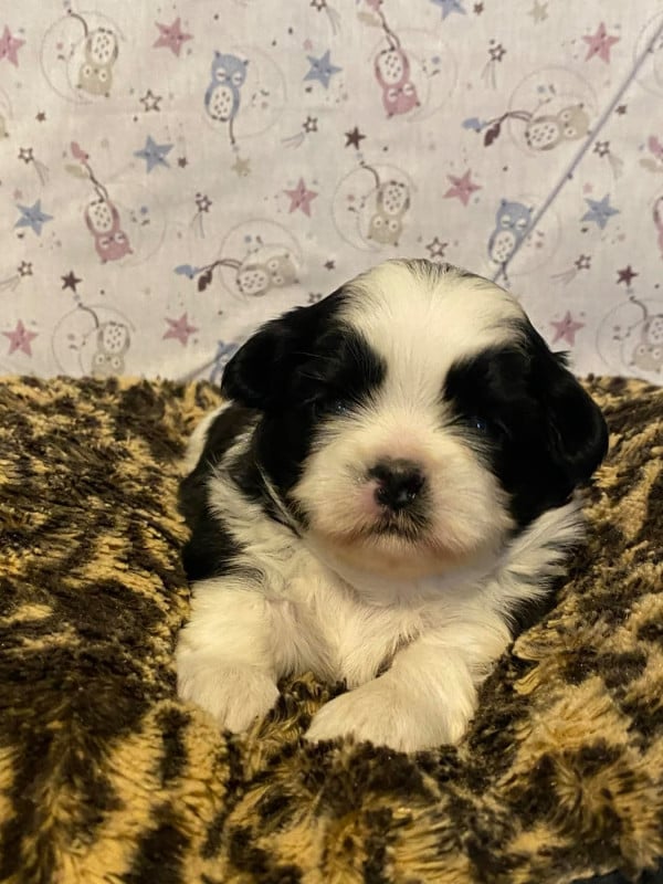 Shih Tzu - de Fu Xing