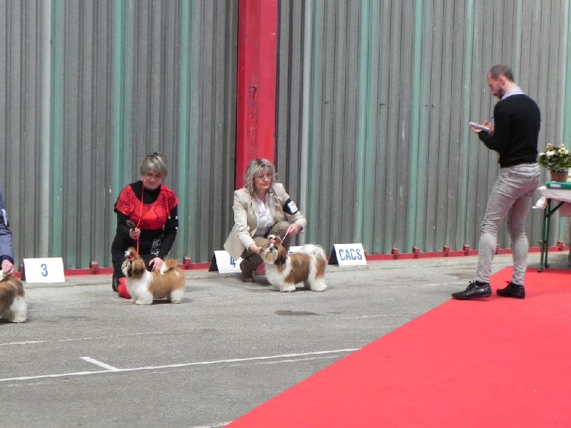 CH. Multi lover dose dit amy de Fu Xing - 4 ème très prometteur