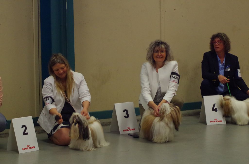 CH. Multi lover dose dit amy de Fu Xing - 3 eme Excellent intermediaire femelle