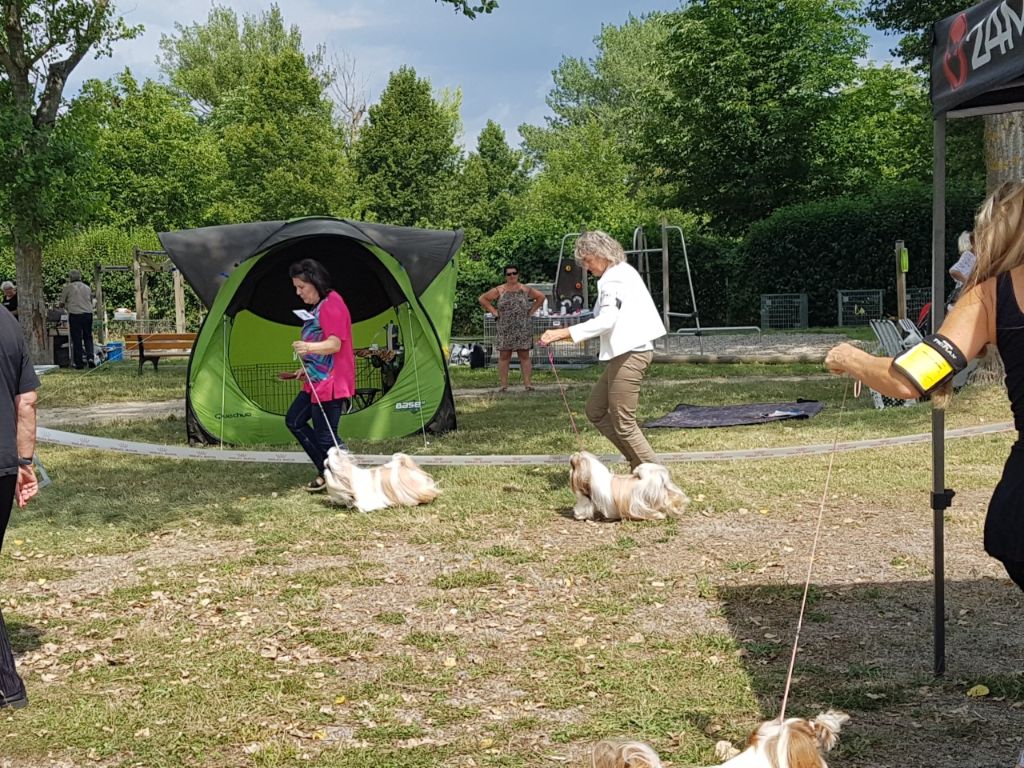 CH. Multi lover dose dit amy de Fu Xing - CACS Meilleur sexe opposé. Ouverte femelle