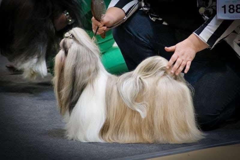 CH. Tommyknockers de Fu Xing - CACL CACIB BOB