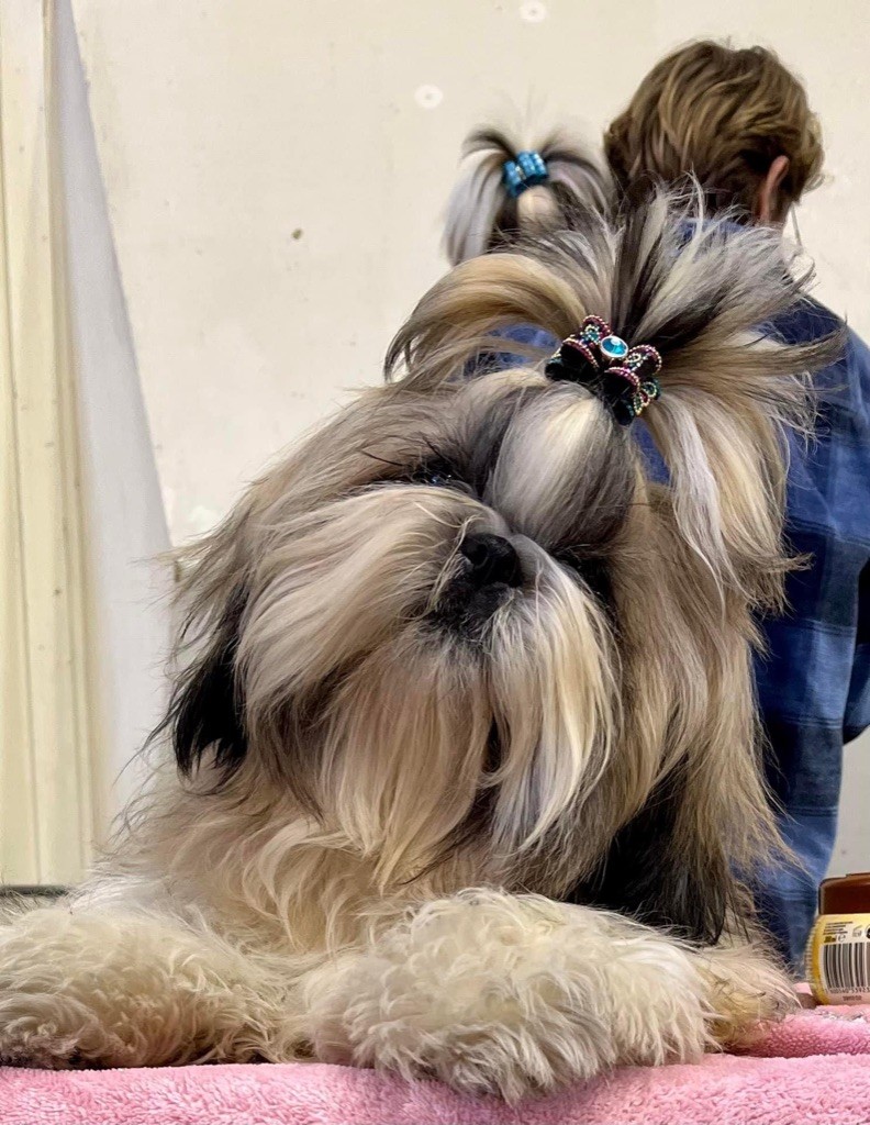 Shalimar de Fu Xing - 1ere exc classe jeune