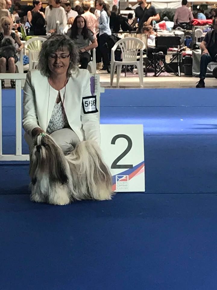 CH. Multi lover dose dit amy de Fu Xing - 2 2me Excellent classe championne