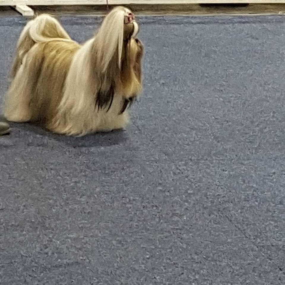 CH. Multi lover dose dit amy de Fu Xing - cac cacib BOS