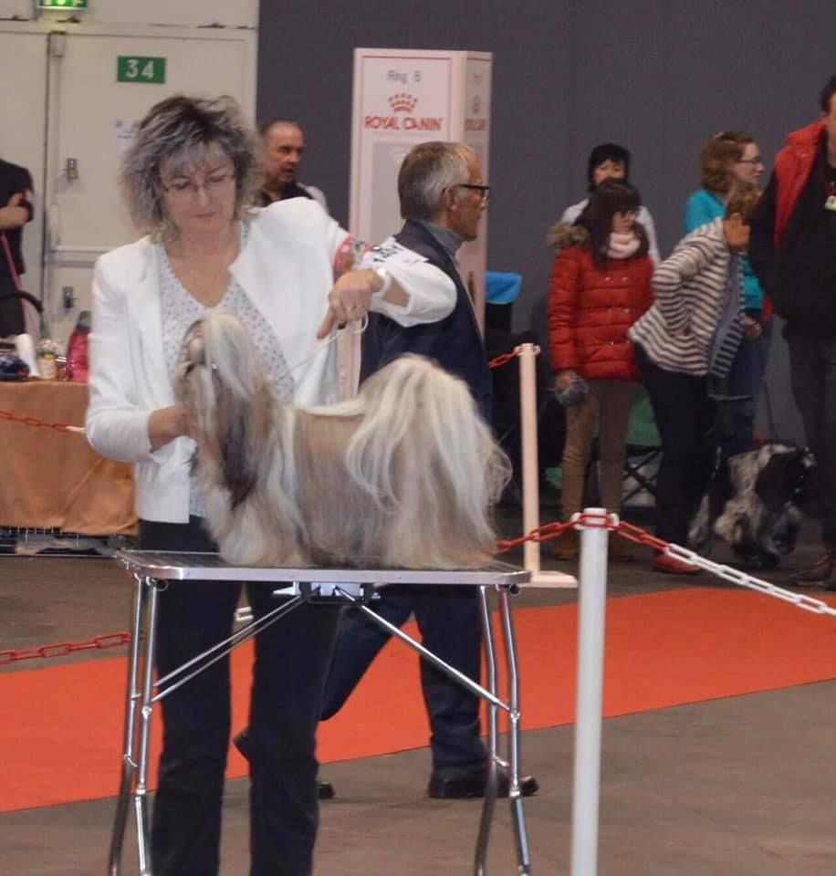 CH. Multi lover dose dit amy de Fu Xing - 2 ème EXC. Championne femelle RCACIB