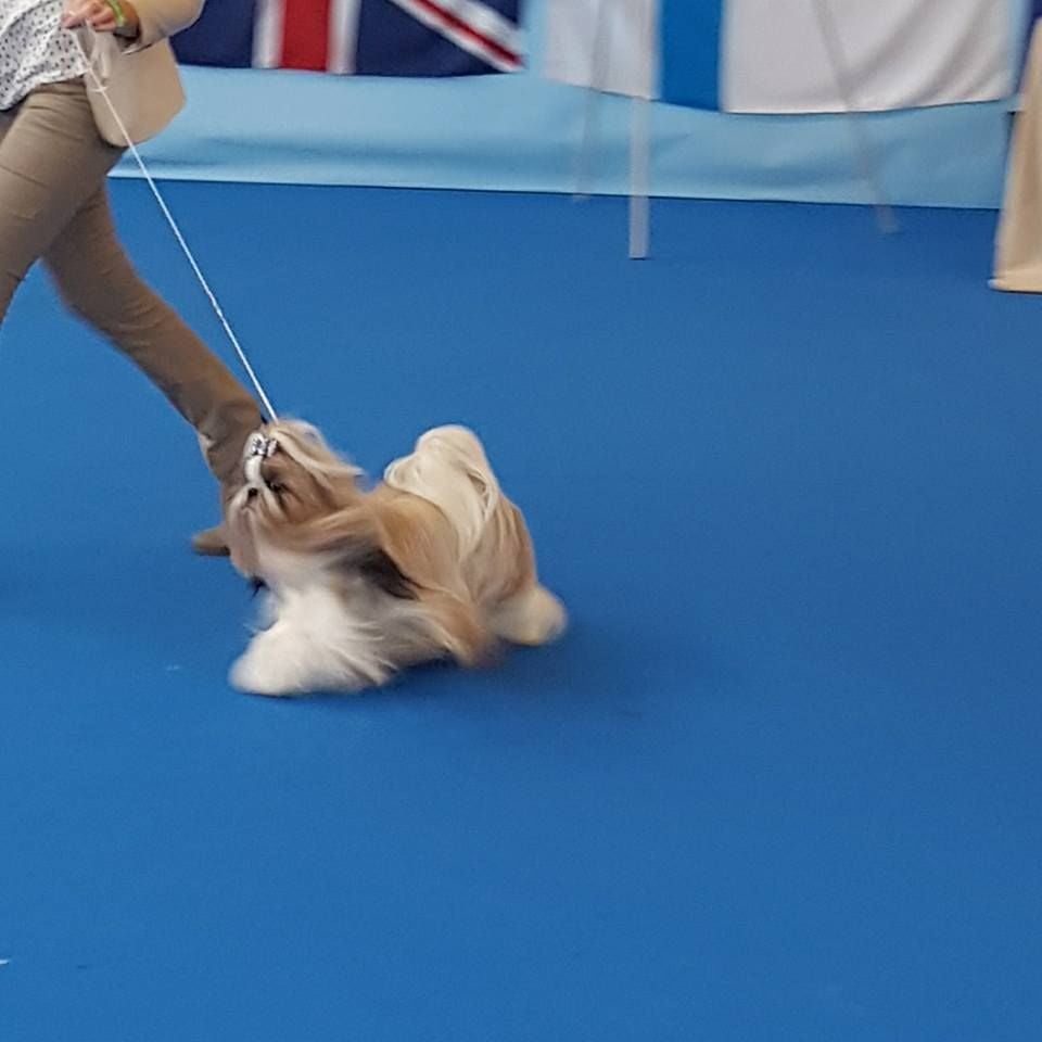 CH. Multi lover dose dit amy de Fu Xing - rcac