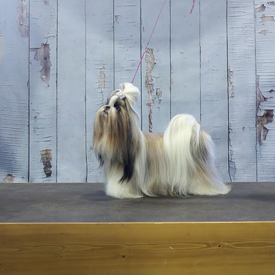 CH. Multi lover dose dit amy de Fu Xing - cac cacib BOS