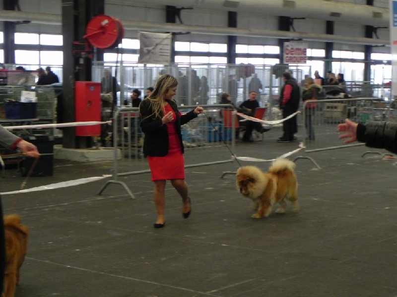 Kamilla Chow's de mong ha - 1 ère excellent jeune femelle