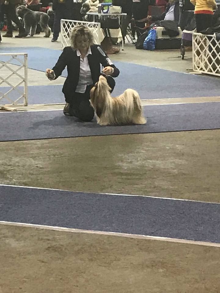 CH. Multi lover dose dit amy de Fu Xing - CAC RCACIB