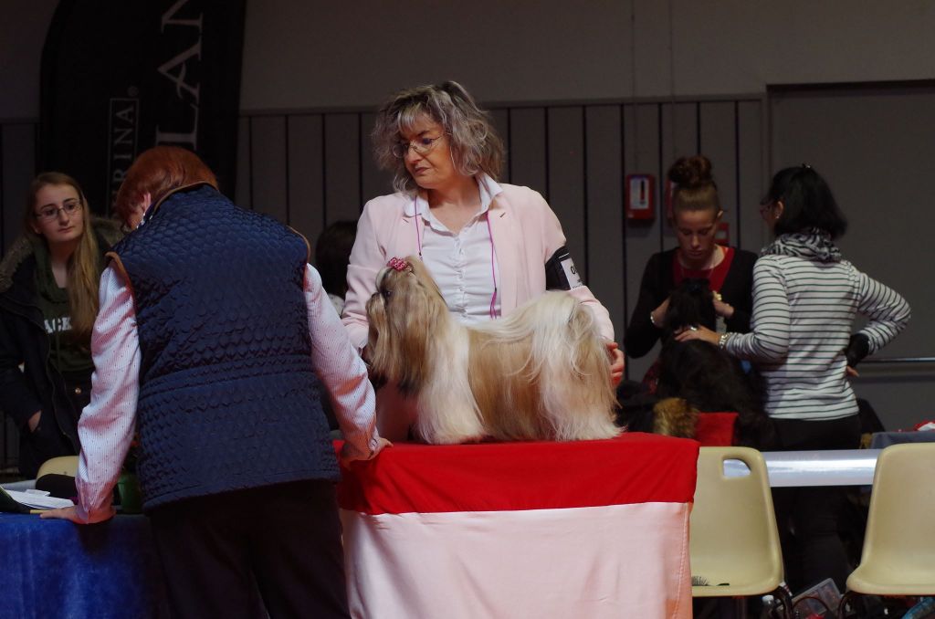 CH. Multi lover dose dit amy de Fu Xing - Excellent