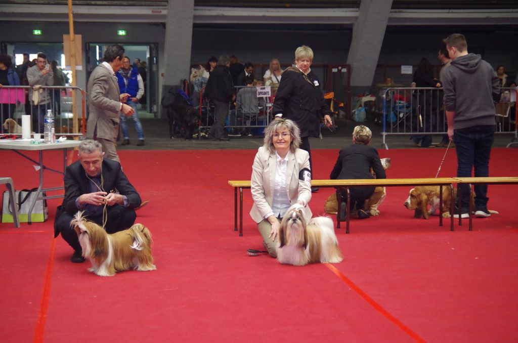 CH. Multi lover dose dit amy de Fu Xing - 1 er excellent intermediaire Femelle