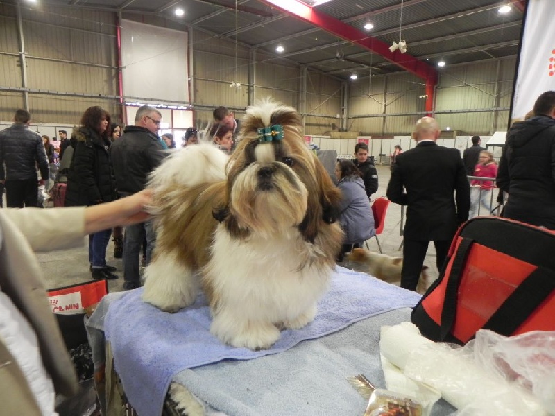 CH. Multi lover dose dit amy de Fu Xing - Meilleure Puppy