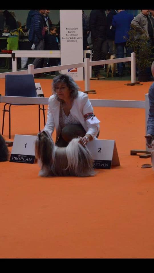 CH. Multi lover dose dit amy de Fu Xing - 2 ème EXC. Championne femelle RCACIB