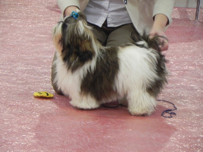 Lamoroso di gigi dit dali de Fu Xing - 1 er très prometteur