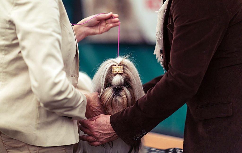 CH. Multi lover dose dit amy de Fu Xing - 2x CAC 2x CACIB championne du Montenegro