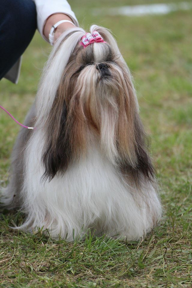 CH. Multi lover dose dit amy de Fu Xing - 1 ere exc. RCACIB classe champion