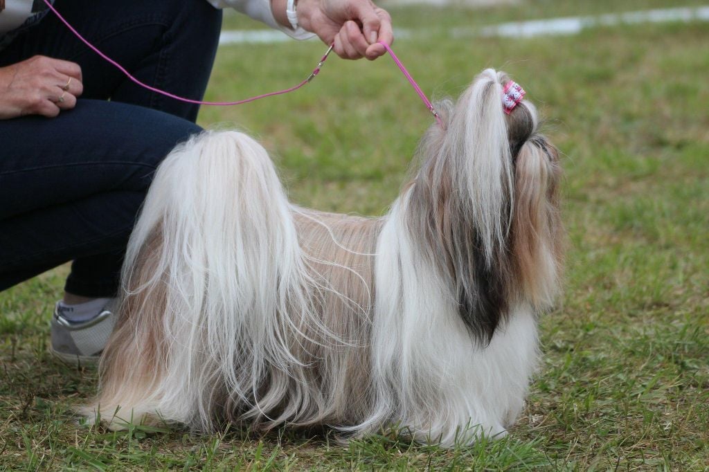 CH. Multi lover dose dit amy de Fu Xing - CACIB Meilleur Champion Meilleur de race sexe opposé