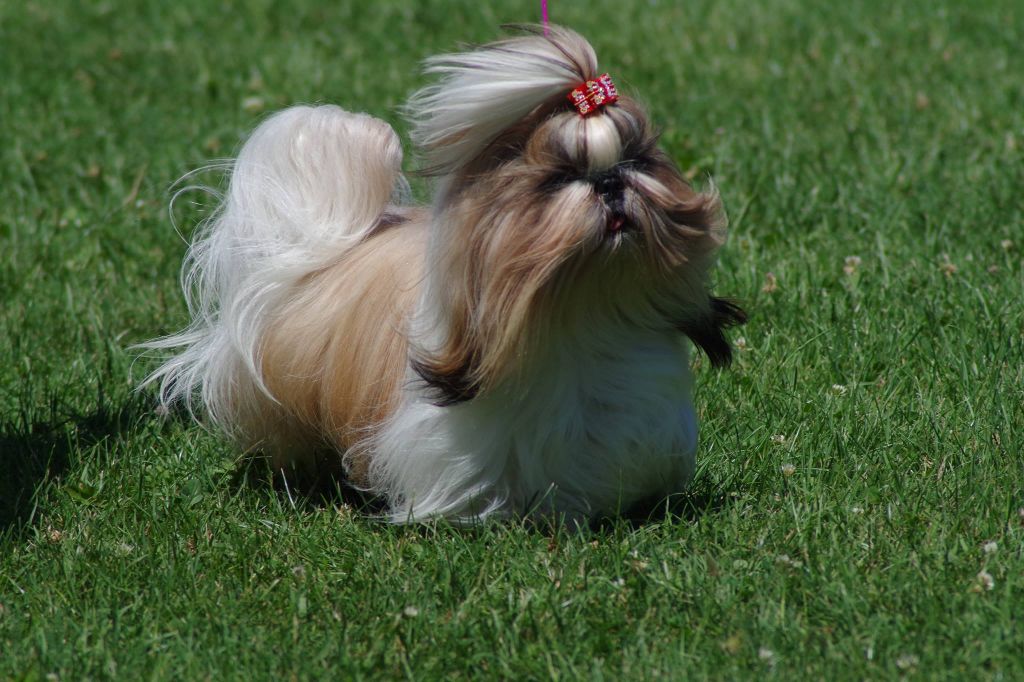 CH. Multi lover dose dit amy de Fu Xing - CACS ouverte femelle