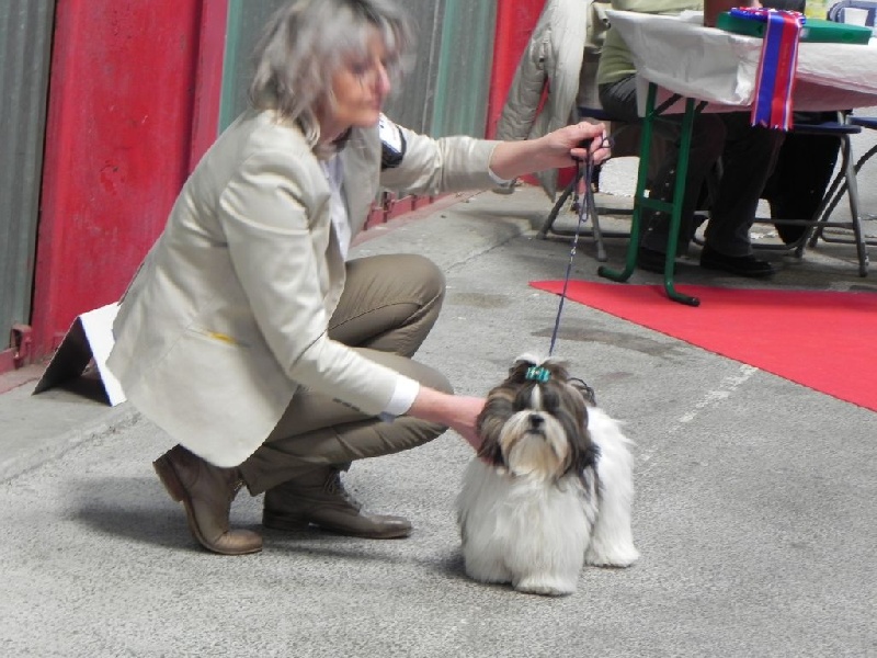 Lamoroso di gigi dit dali de Fu Xing - 1 er très prometteur meilleur puppy mâle