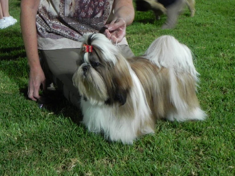 CH. Multi lover dose dit amy de Fu Xing - 1 er excellent jeune femelle