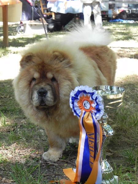 Kamilla Chow's de mong ha - Très Premotteur Meilleur Puppy