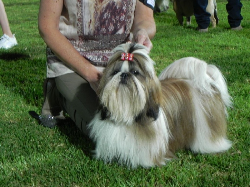 CH. Multi lover dose dit amy de Fu Xing - er Exc. Meilleur Jeune