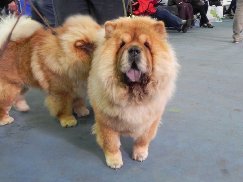 Kamilla Chow's de mong ha - 1 er Exc. Meilleur Jeune Femelle