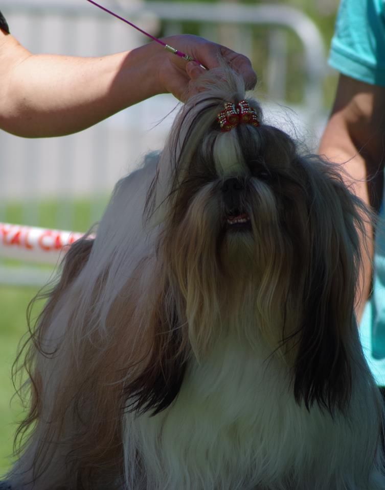 CH. Multi lover dose dit amy de Fu Xing - CACS. CACIB. Meilleur de Race