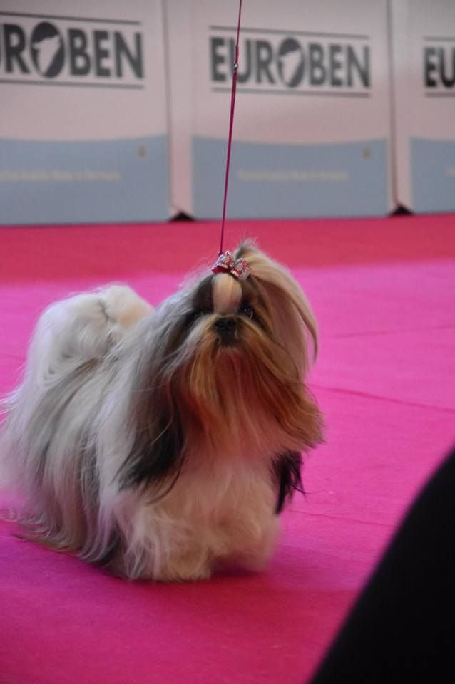 CH. Multi lover dose dit amy de Fu Xing - cac cacib BOS