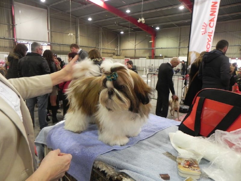 CH. Multi lover dose dit amy de Fu Xing - très prometteur