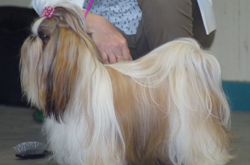 CH. Multi lover dose dit amy de Fu Xing - 2 eme EXC Classe intermediaire femelle