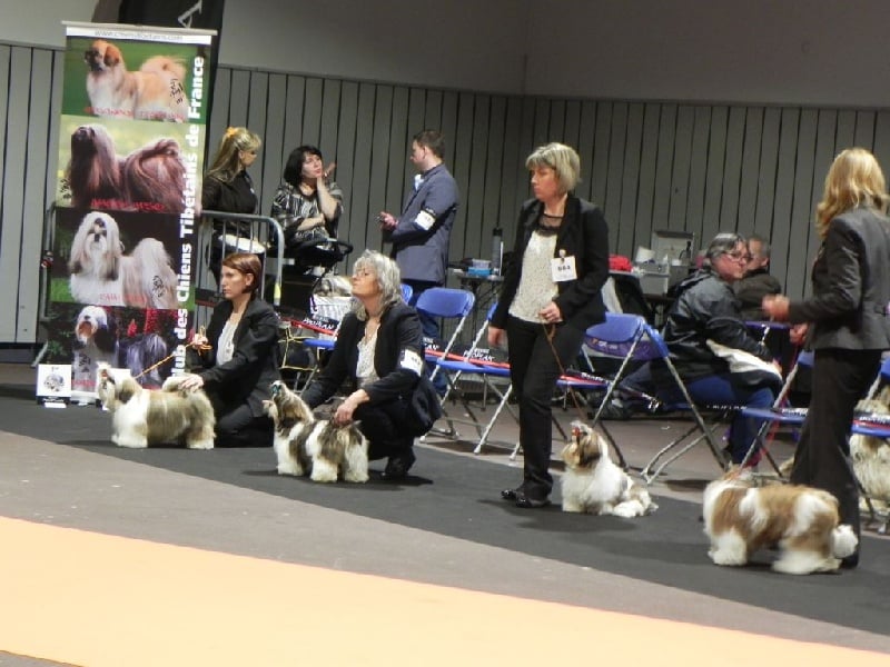 Lamoroso di gigi dit dali de Fu Xing - 4 eme tres prometteur