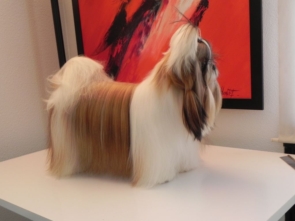 CH. Multi lover dose dit amy de Fu Xing - 2 eme EXC Classe ouverte femelle