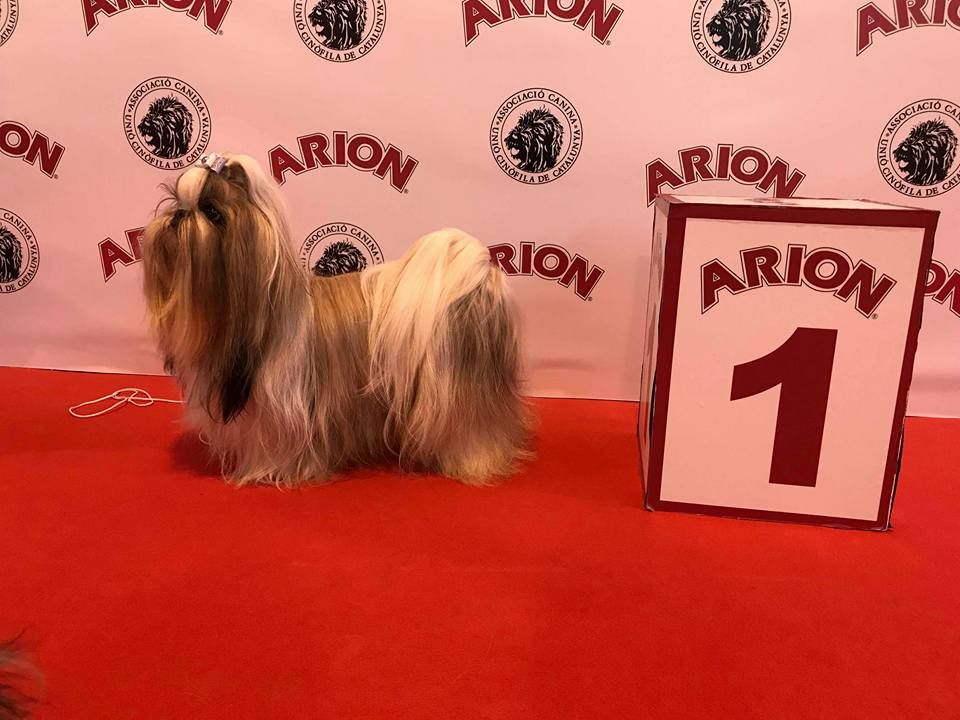 CH. Multi lover dose dit amy de Fu Xing - CAC RCACIB