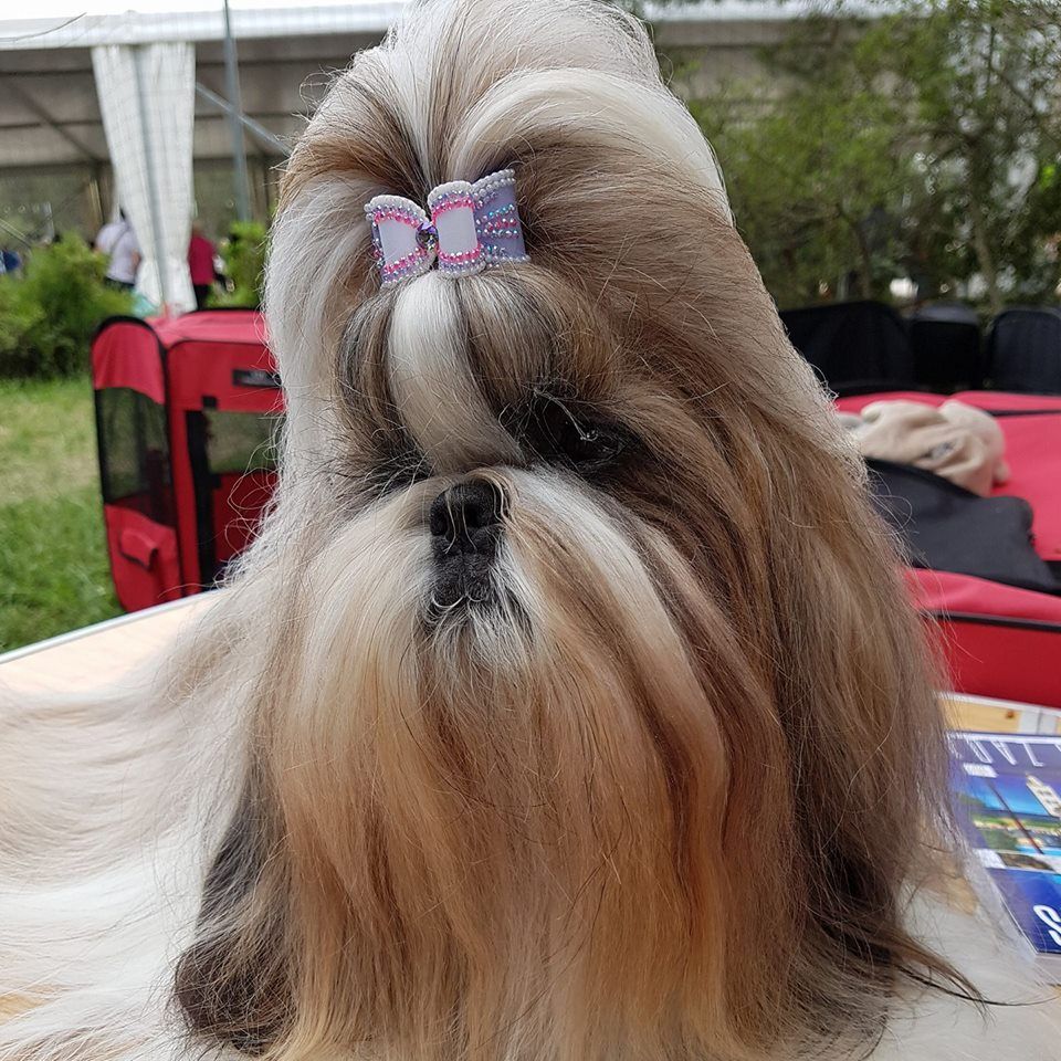 CH. Multi lover dose dit amy de Fu Xing - CACIB Meilleur de Race selectionnée ring d'honneur